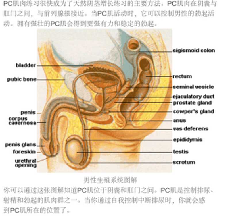 阴茎锻炼手册 Exercising Handbook of Penis（Unknown）（2016）